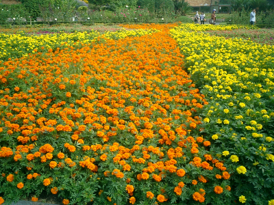 中央花壇