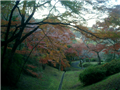 紅葉