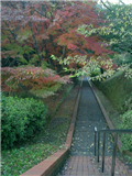 南公園 紅葉