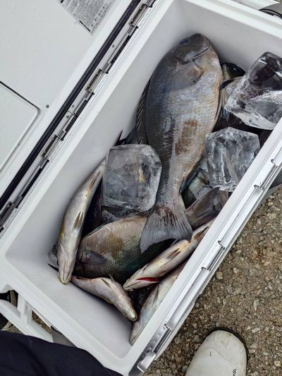 グレ 釣果 二神島