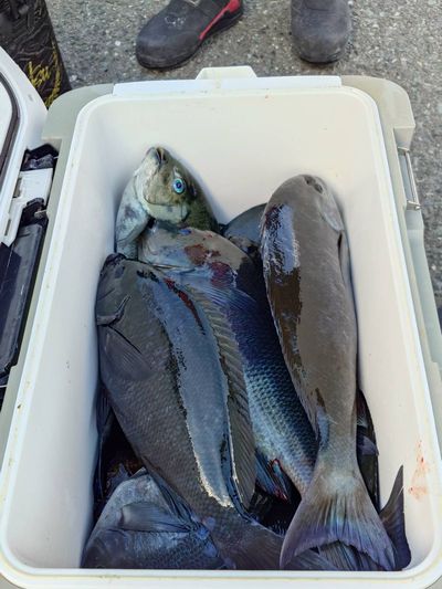 長崎県二神島 釣果