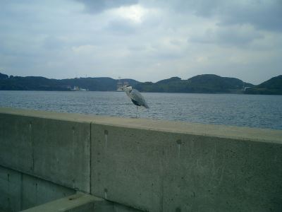 郷ノ浦の切れ波止