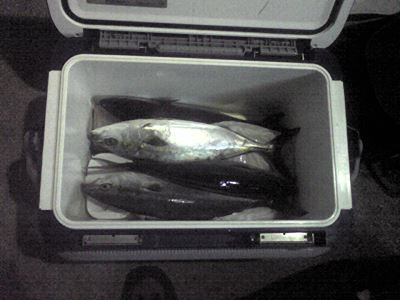 対馬の釣果