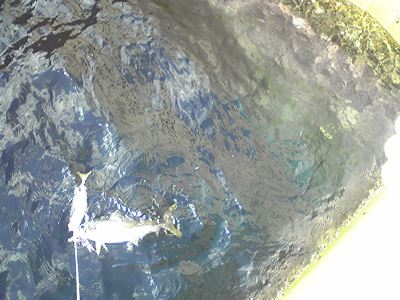 対馬の釣果