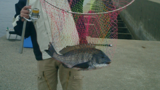 向島の釣果