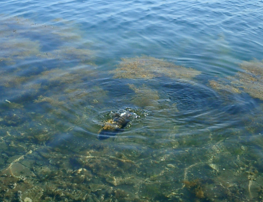 浅茅湾のチヌ