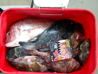 浅茅湾の釣果