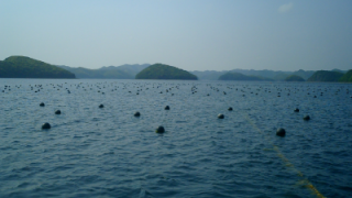 対馬浅茅湾の無人島