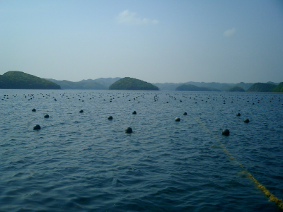 対馬浅茅湾の無人島