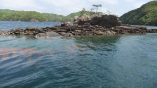 浅茅湾の島