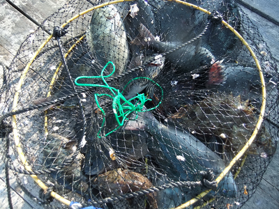 浅茅湾の釣果