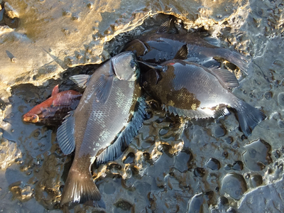 地磯での釣果