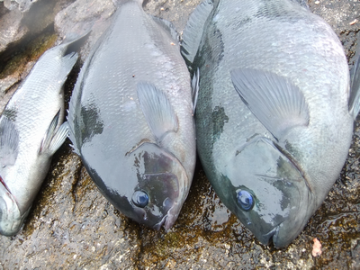 沖ノ島の釣果