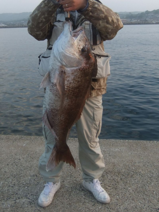 釣果 マダイ