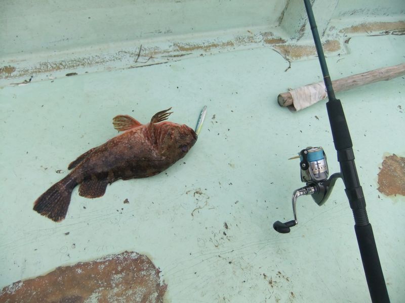 浅茅湾のアラカブ