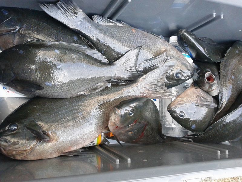 沖ノ島　釣果