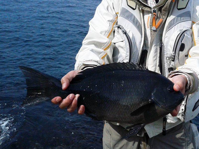 沖ノ島　釣果