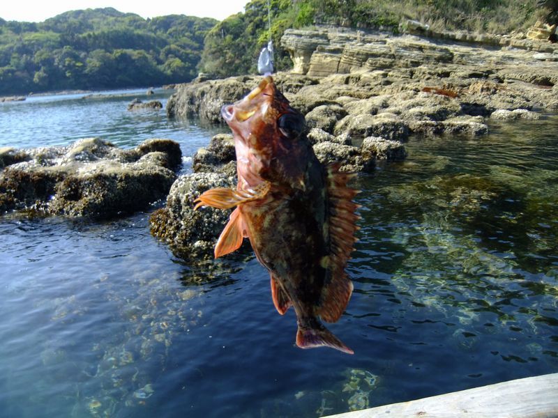 アラカブ ジグヘッド